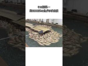 3000匹が一夜で… #事件解説 #事件 #事故 #事故解説 #衝撃の事実