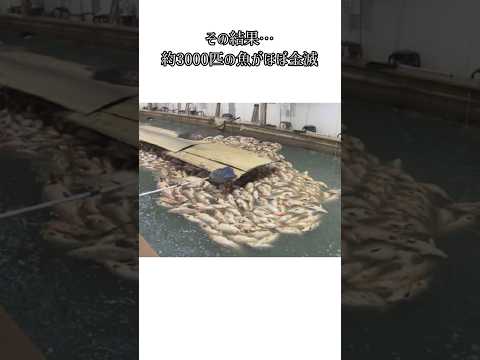3000匹が一夜で… #事件解説 #事件 #事故 #事故解説 #衝撃の事実