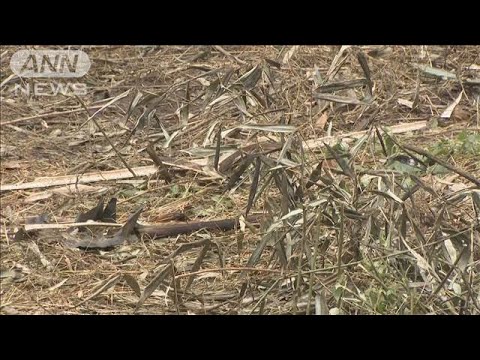 東大阪市・切断遺体遺棄事件　被害者の口座から現金引き出しか(2025年2月6日)