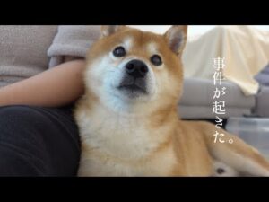 不可解な事件が発生！柴犬ハチと核心に迫る。