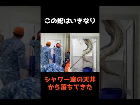 【シャワー室から落下した巨大ヘビ】 #shorts #事件 #雑学