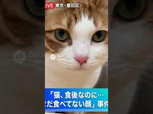 ごはん未食詐欺事件