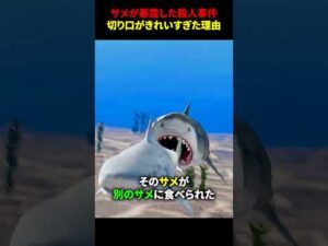 サメが暴露した殺人事件。切り口がきれいすぎた理由 #海外 #shorts